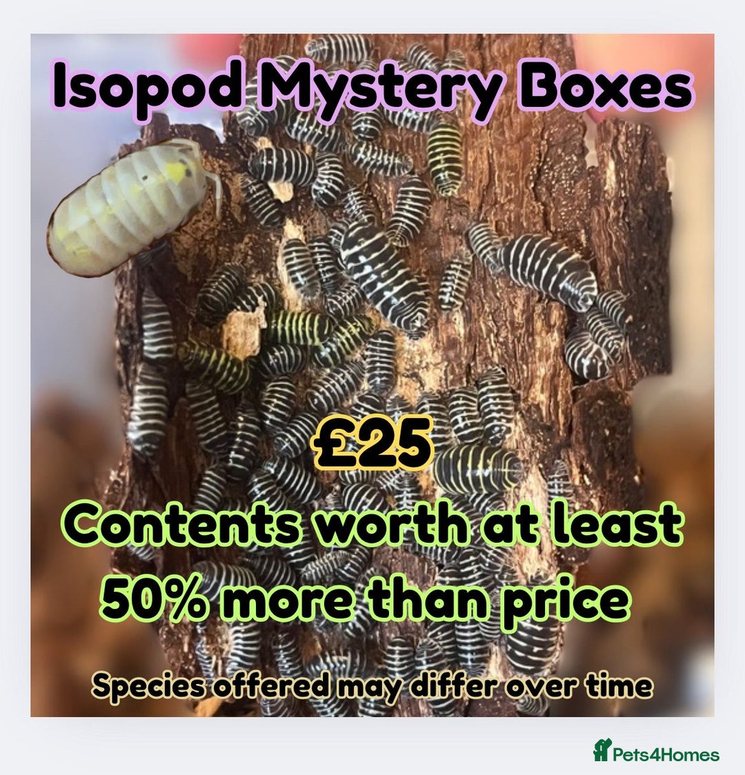 Isopods invertebrates for sale: Isopods for sale - many species available - Advert 4