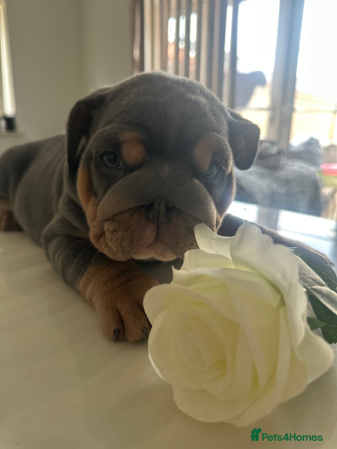 English Bulldog dogs for sale: Stunning KC Registered English Bulldog Puppies - Image 14