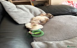 Shih Tzu dogs for sale: Shih tzu puppy boy  - Image 3