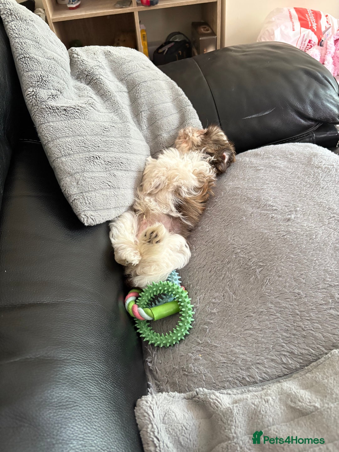 Shih Tzu dogs for sale: Shih tzu puppy boy  - Image 3