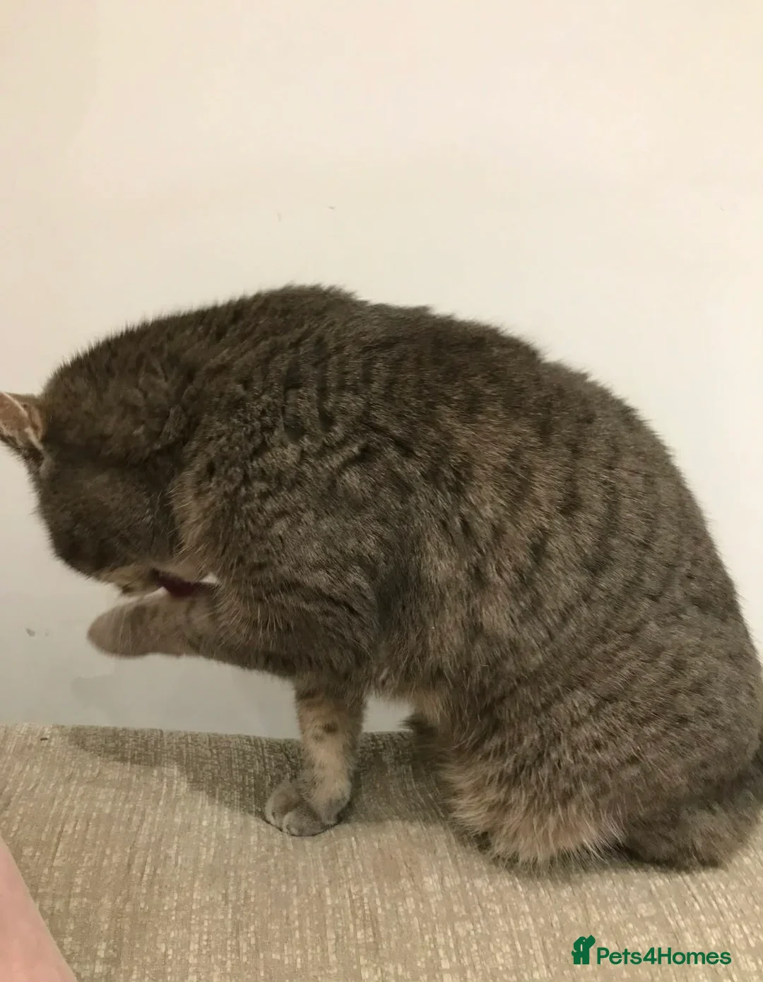 Mixed Breed cats for adoption: Tilly needs a loving home  - Advert 4