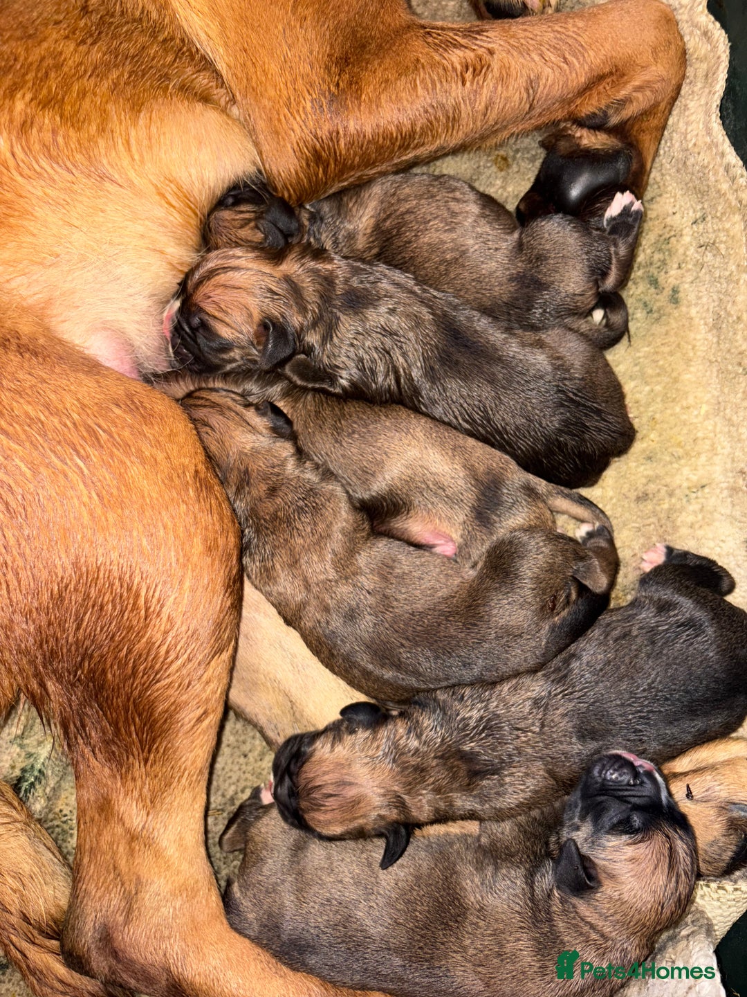 Boxer dogs for sale: Boxer puppy’s  - Advert 14