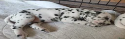 Dalmatian dogs for sale: Kc pups  - Advert 9