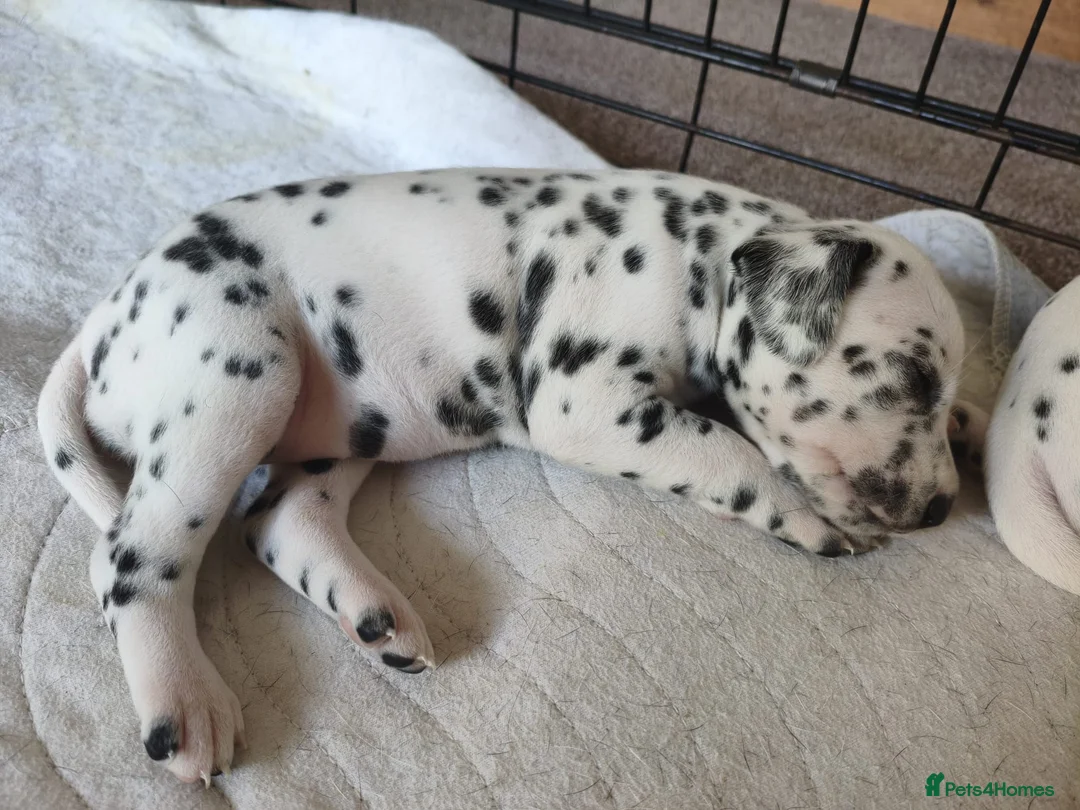 Dalmatian dogs for sale: Kc pups  - Advert 9