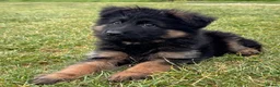 German Shepherd dogs for sale: German Shepherd female KC Reg  - Advert 7