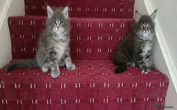 Maine Coon cats for sale: Maine coon kittens - Image 1