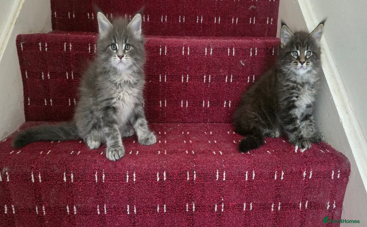 Maine Coon cats - Advert 13