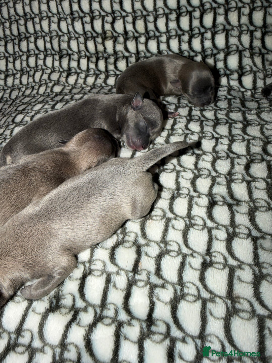 Chihuahua dogs for sale: Fluffy chihuahuas - Advert 9