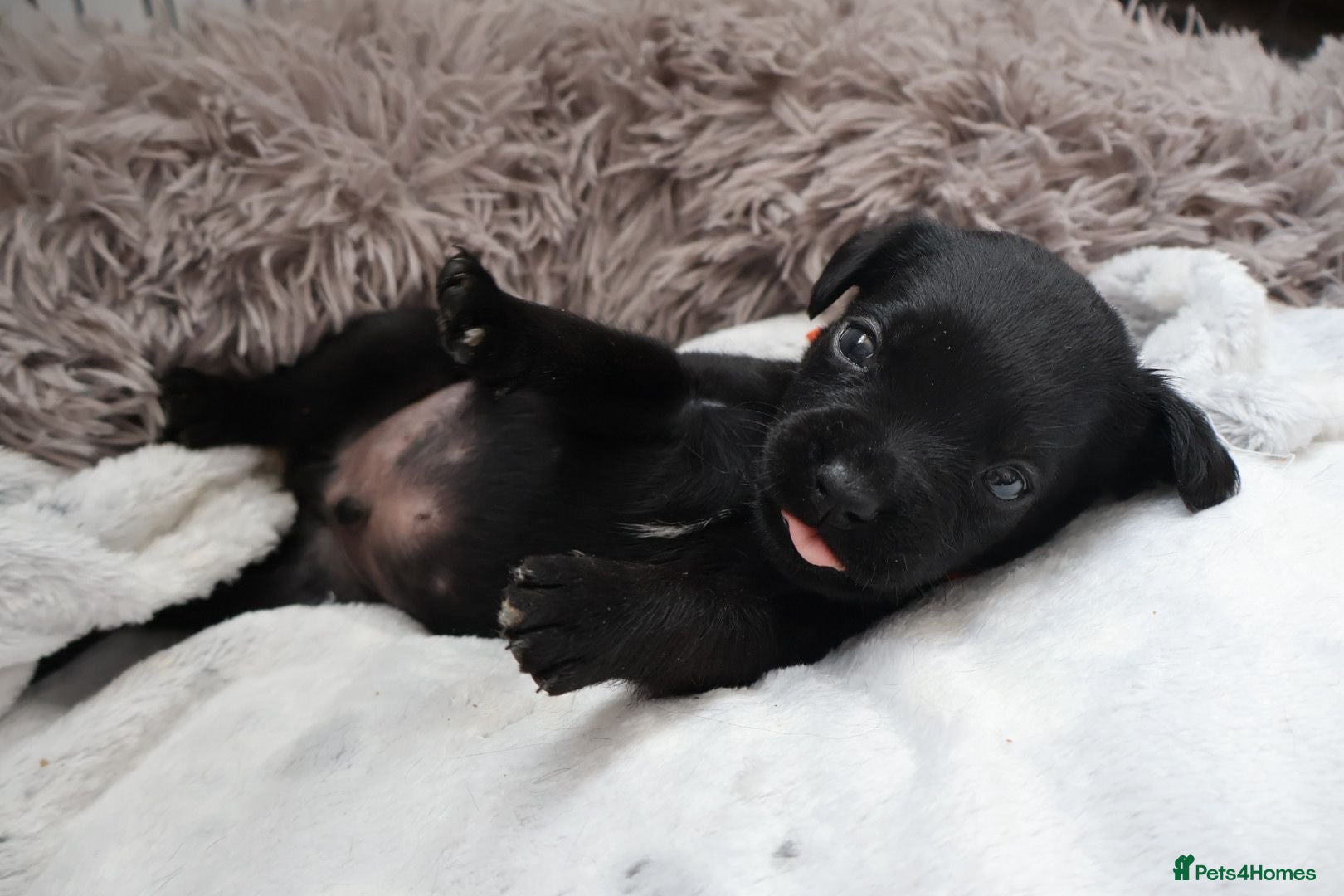 Mixed Breed dogs Labrador x Fluffy French Bulldog - Advert 1
