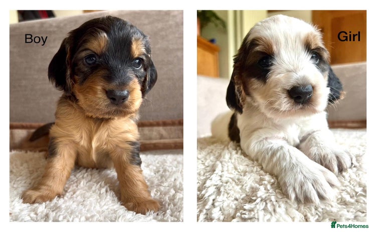 Cockapoo dogs F1B cockapoo puppies - Advert 4