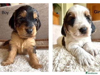 Cockapoo dogs F1B cockapoo puppies - Advert 7