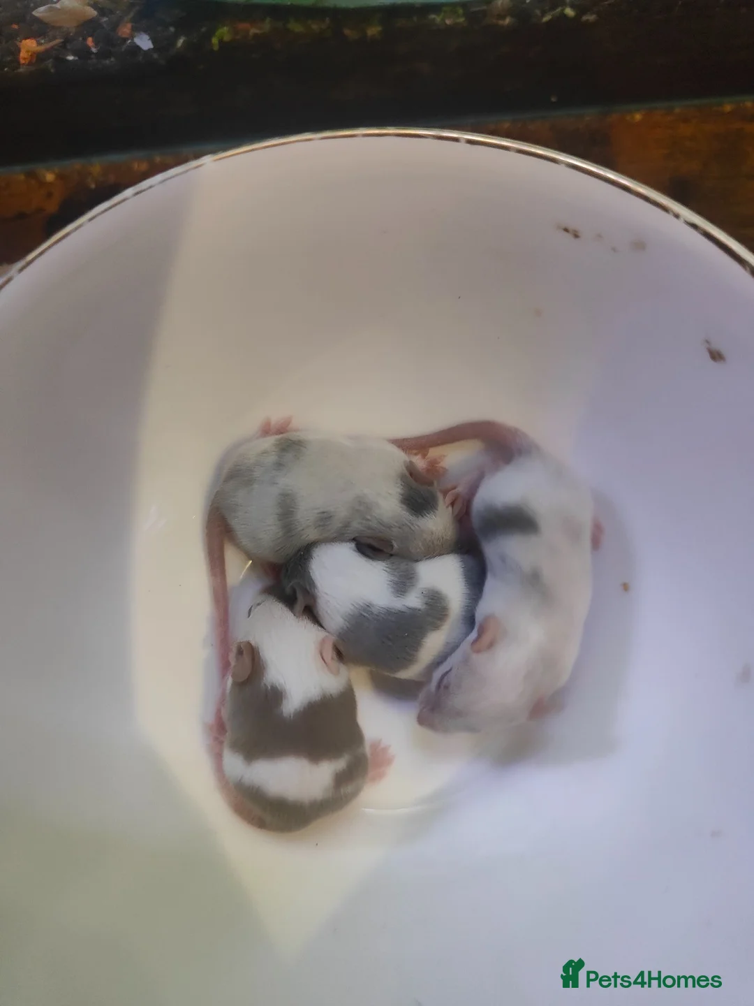 Mouse rodents for sale: mice  - Advert 2