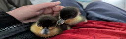 Ducks poultry for sale: 3 ducklings looking for a home  - Advert 2