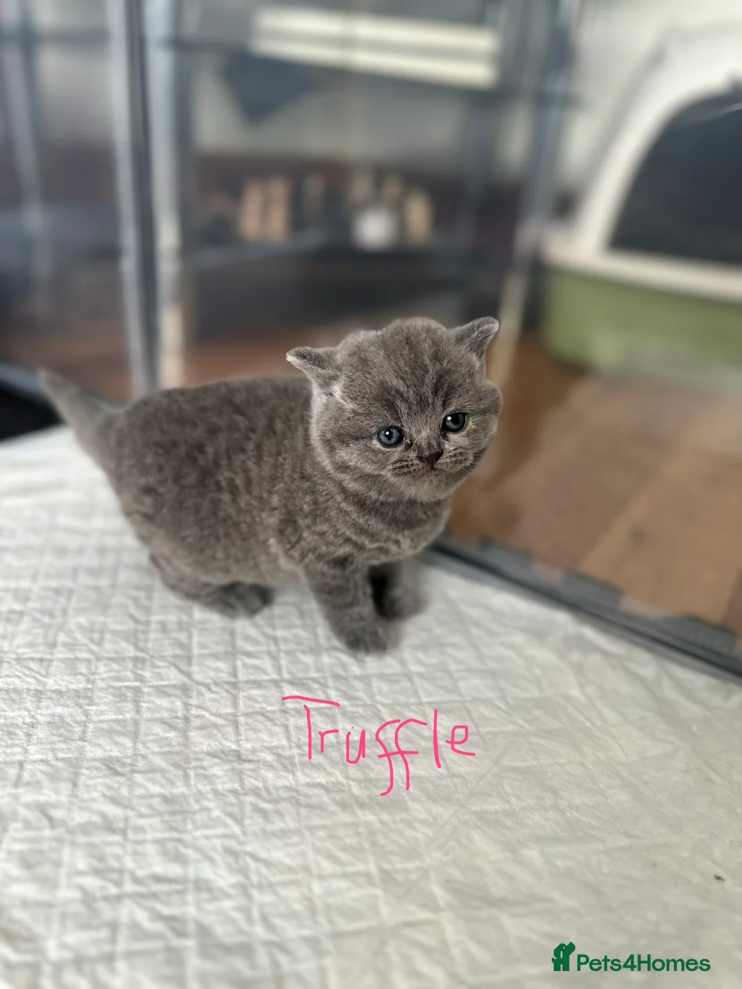British Shorthair cats for sale: Beautiful British Blue Shorthair - Advert 2