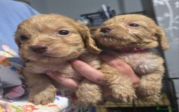 Cockapoo dogs for sale: Stunning f1b cockapoo puppies - Image 29