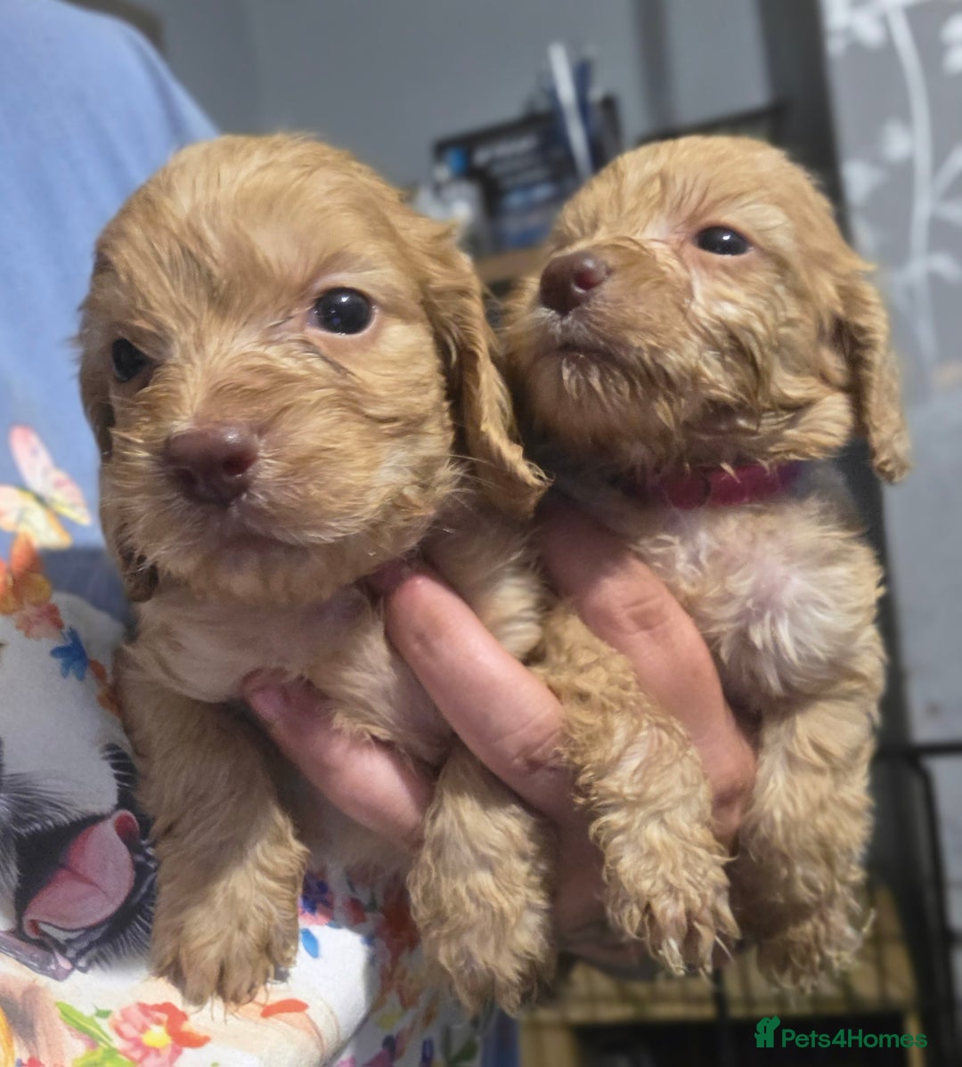 Cockapoo dogs for sale: Stunning f1b cockapoo puppies - Image 29