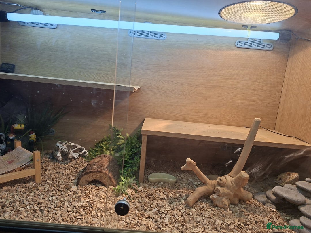 Bearded Dragon reptiles for sale: Bearded dragon looking for a loving new home - Image 6