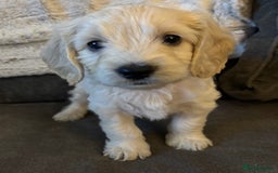 Cockapoo dogs for sale: Cockapoo puppies for sale- extensive DNA tested - Image 13