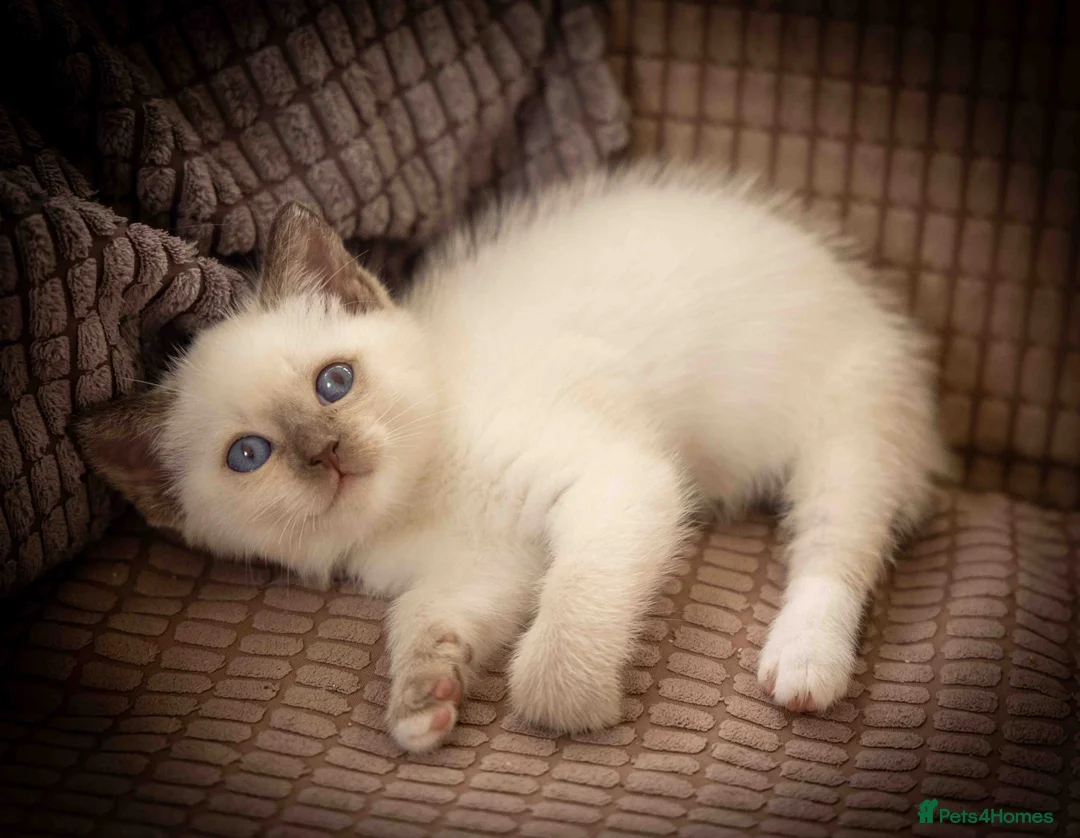 Snowshoe cats for sale: Pedigree TICA registered Snowshoe Kittens - Advert 1