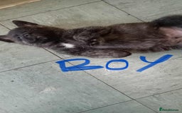 Mixed Breed dogs for sale: American Akita x German Sheperd Pups ready to go - Image 2