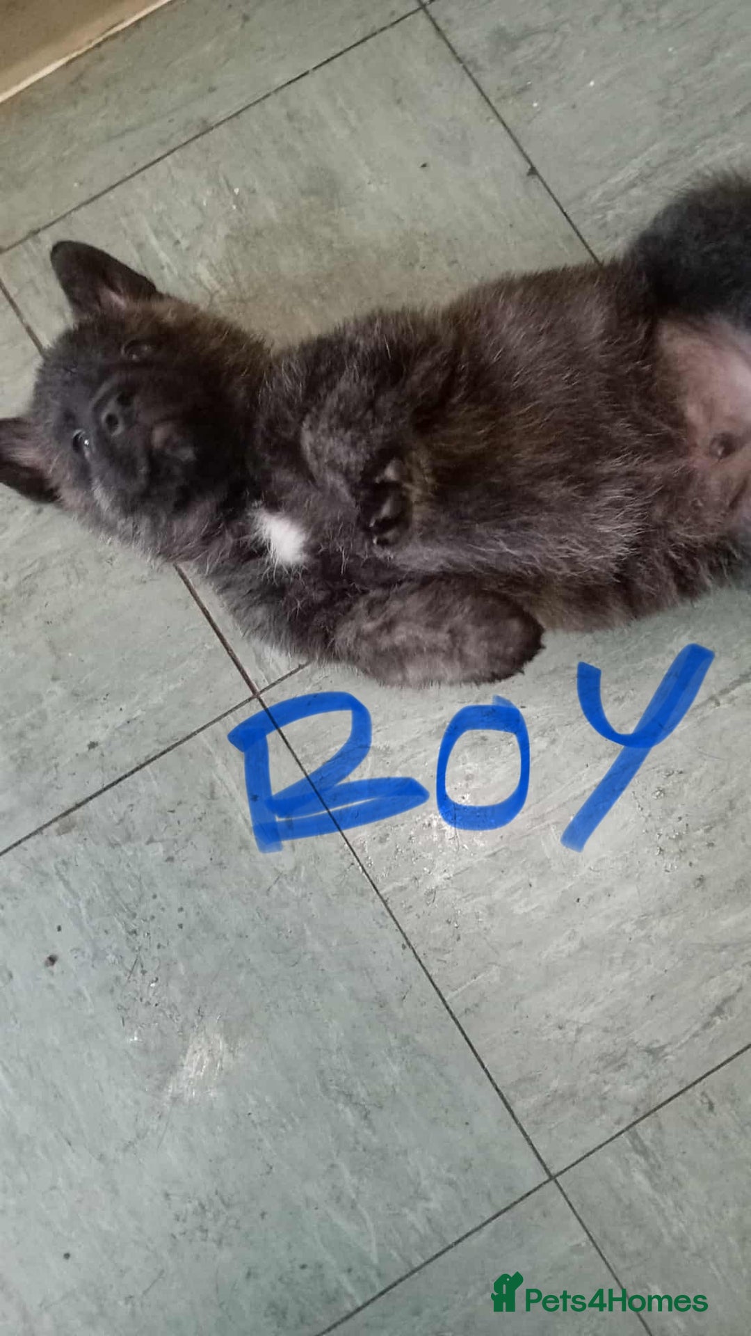 Mixed Breed dogs for sale: American Akita x German Sheperd Pups ready to go - Image 2