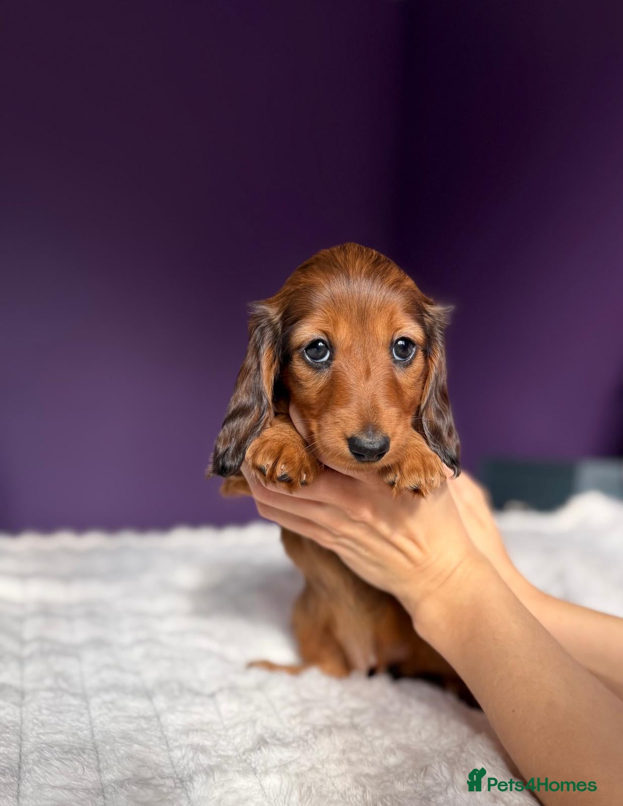 Miniature Dachshund dogs Ready to leave now.Pra clear,CHAMPION BLOODLINES - Advert 1