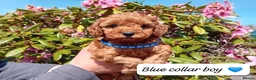 Cockapoo dogs for sale: Gorgeous Red F1b Cockapoos - Advert 2