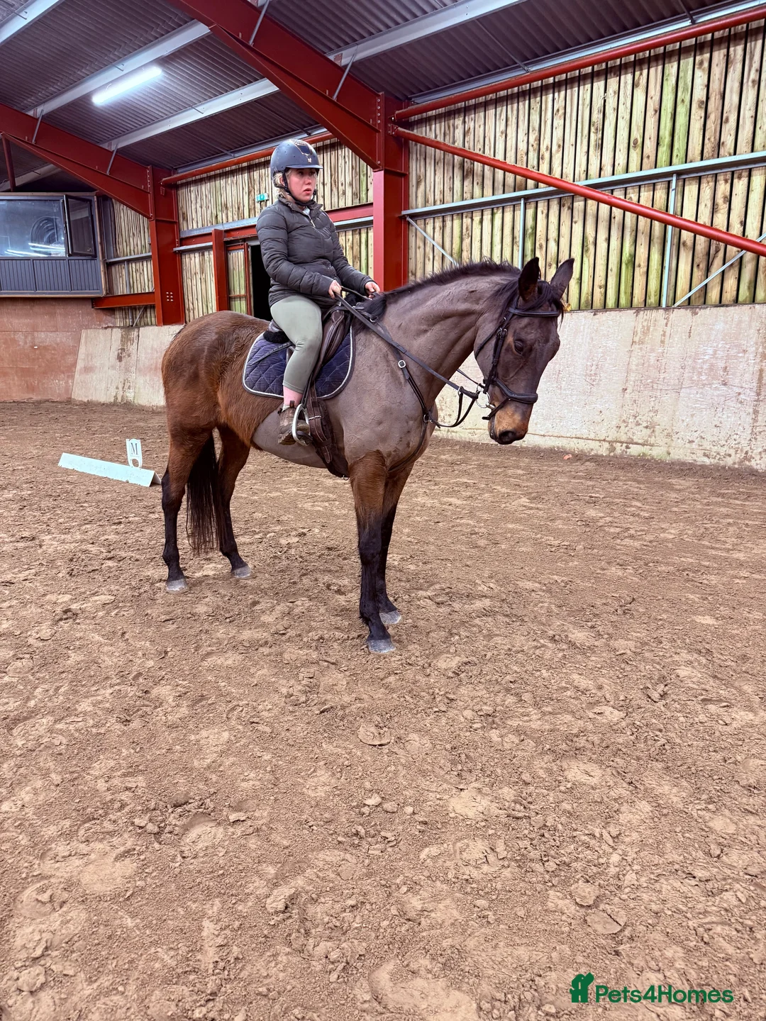 Irish Thoroughbred horses for sale: 10 yr old school mistress  - Advert 27