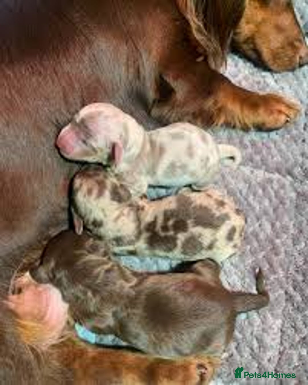 Miniature Dachshund dogs for sale: 12 week old Male Miniature Dachshund - Image 5