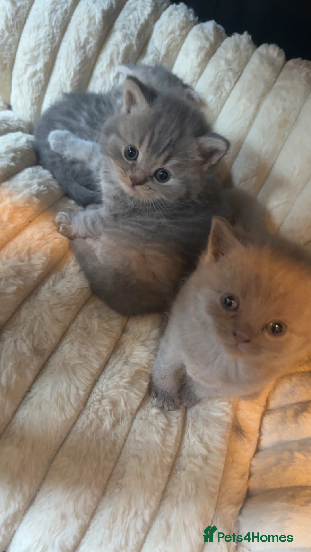 Scottish Fold cats for sale: 2 Scottish fold and 2 British shorthair kittens  - Advert 2