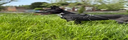 Mixed Breed dogs for sale: Coco the Belgium Mali in Stockton-on-Tees - Advert 6