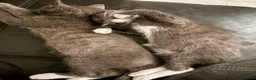 Mixed Breed cats for sale: Kittens  - Advert 12