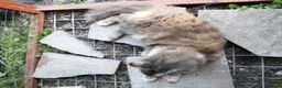Maine Coon cats for sale: Female maincoon 4yrs old - Advert 6