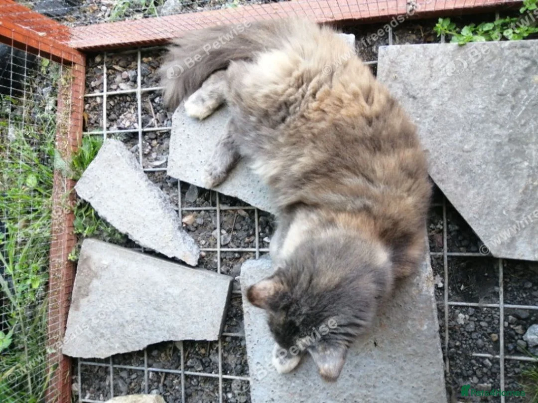 Maine Coon cats for sale: Female maincoon 4yrs old - Advert 6