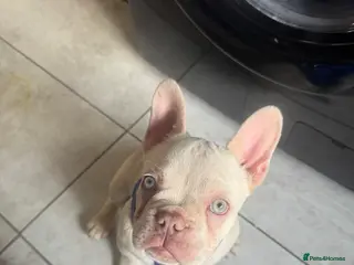 French Bulldog dogs Punga - Advert 1
