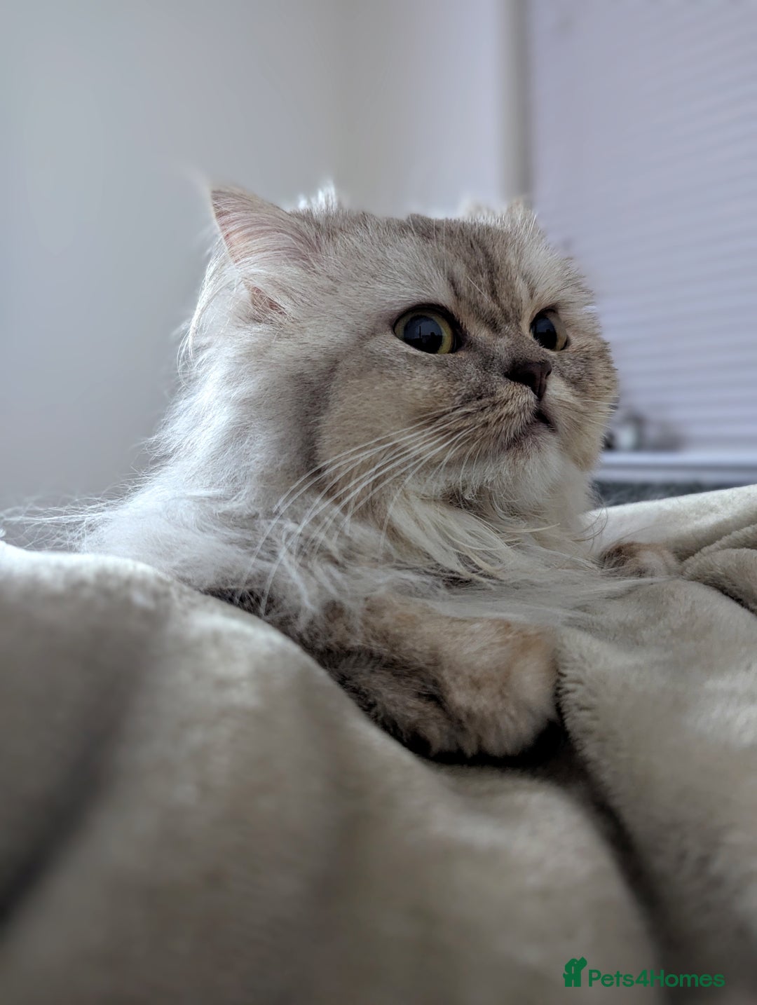 British Longhair cats for sale: British Longhair Looking for a new loving home 🐾 - Image 2