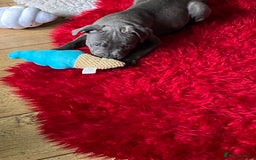 Staffordshire Bull Terrier dogs for sale: 🐾Reduced♥️World Famous Samtan Dozer & C in Swansea - Image 12