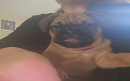 Frug dogs for sale: Frug boy - Advert 2