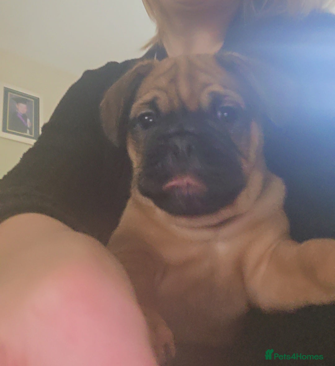 Frug dogs for sale: Frug boy - Advert 2