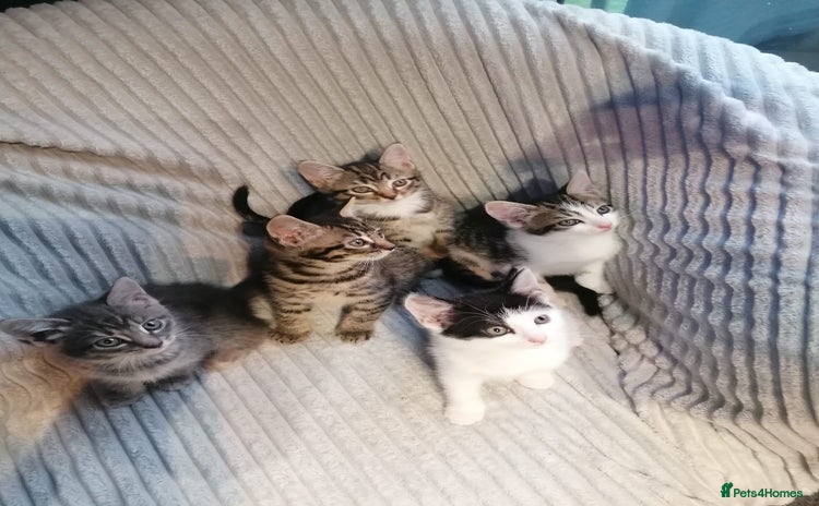 Mixed Breed cats - Advert 4