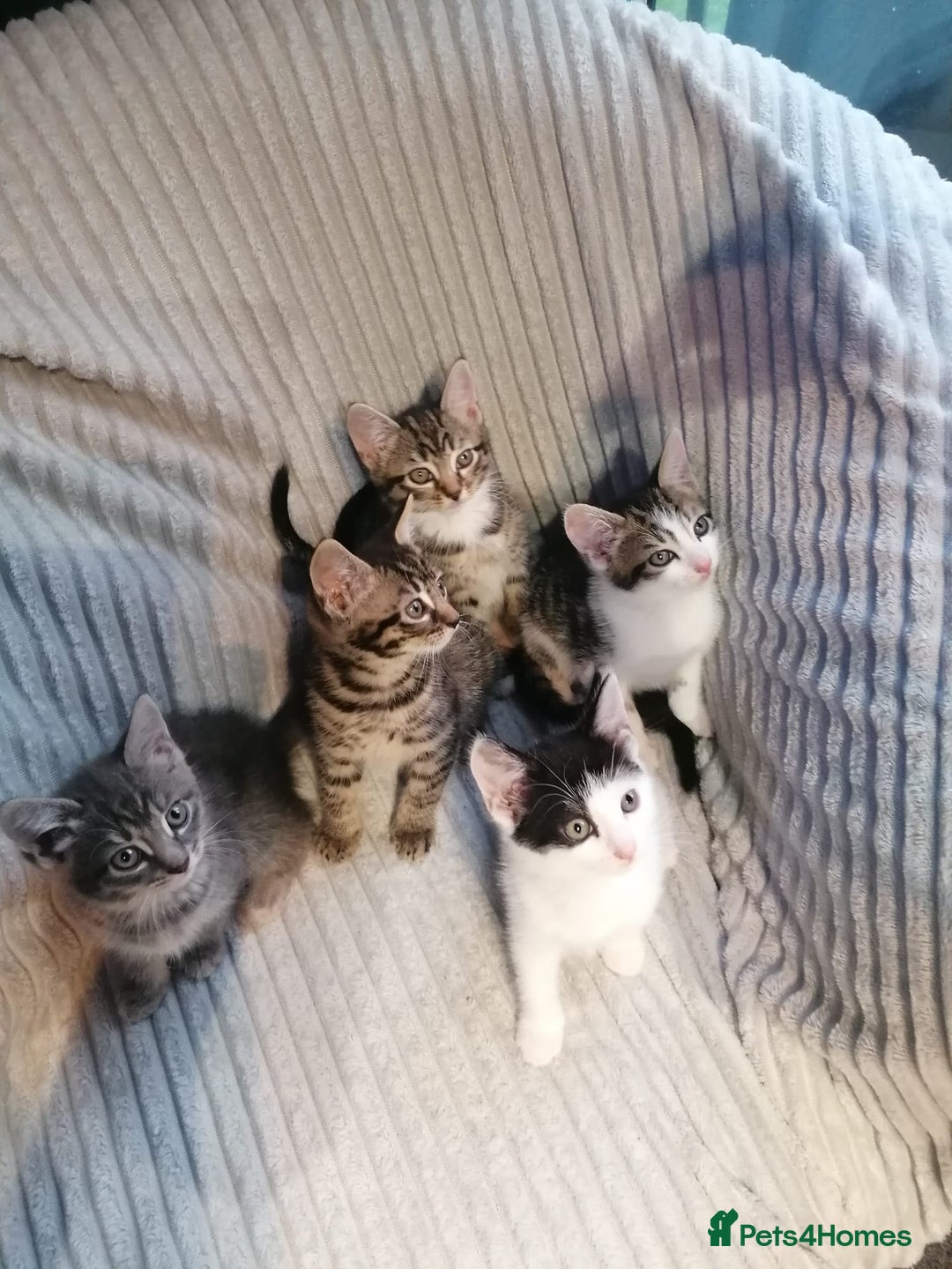 Mixed Breed cats for sale: Tabby kittens for sale - Image 1