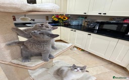 British Shorthair cats for sale: READY NOW - Lilac, BiColours & Colourpoint  - Image 15