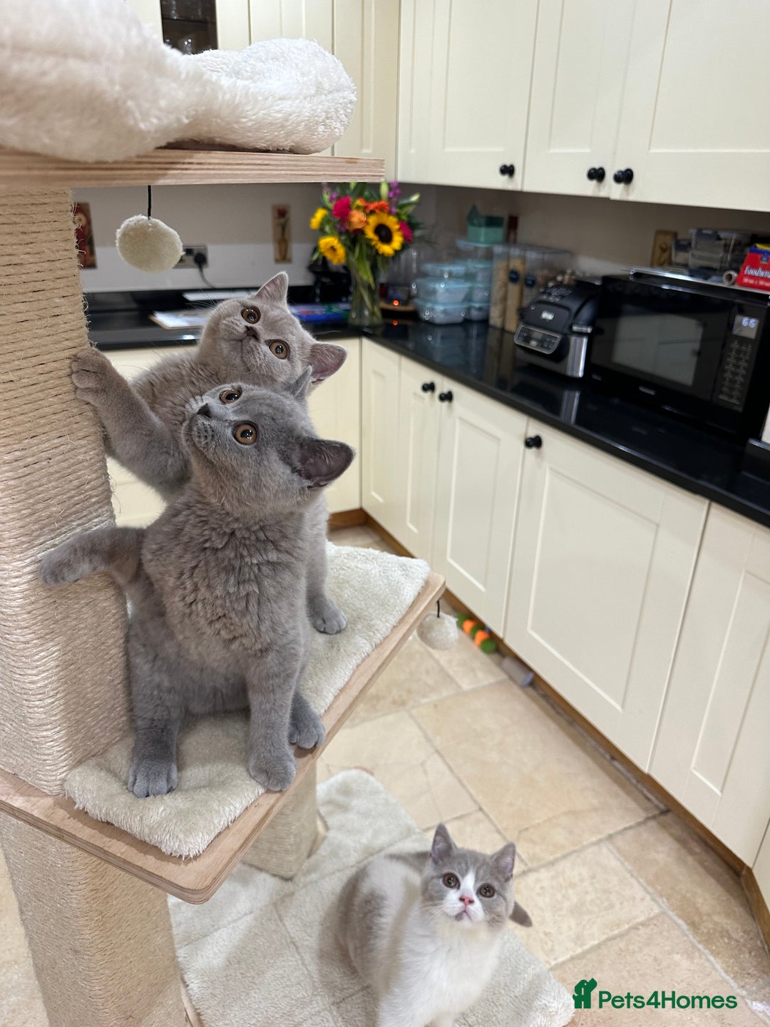 British Shorthair cats for sale: READY NOW - Lilac, BiColours & Colourpoint  - Image 15