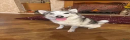 Pomsky dogs for sale: Female pomsky 2 years old - Advert 6