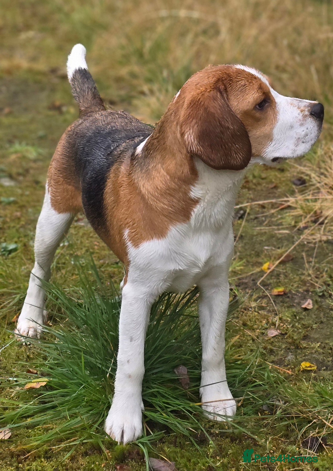 Beagle dogs KC Registered Beagle Stud–Dalwhinnie Dancer (Pluto - Advert 4