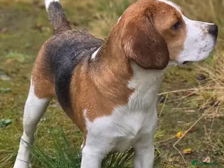 Beagle dogs KC Registered Beagle Stud–Dalwhinnie Dancer (Pluto - Advert 4