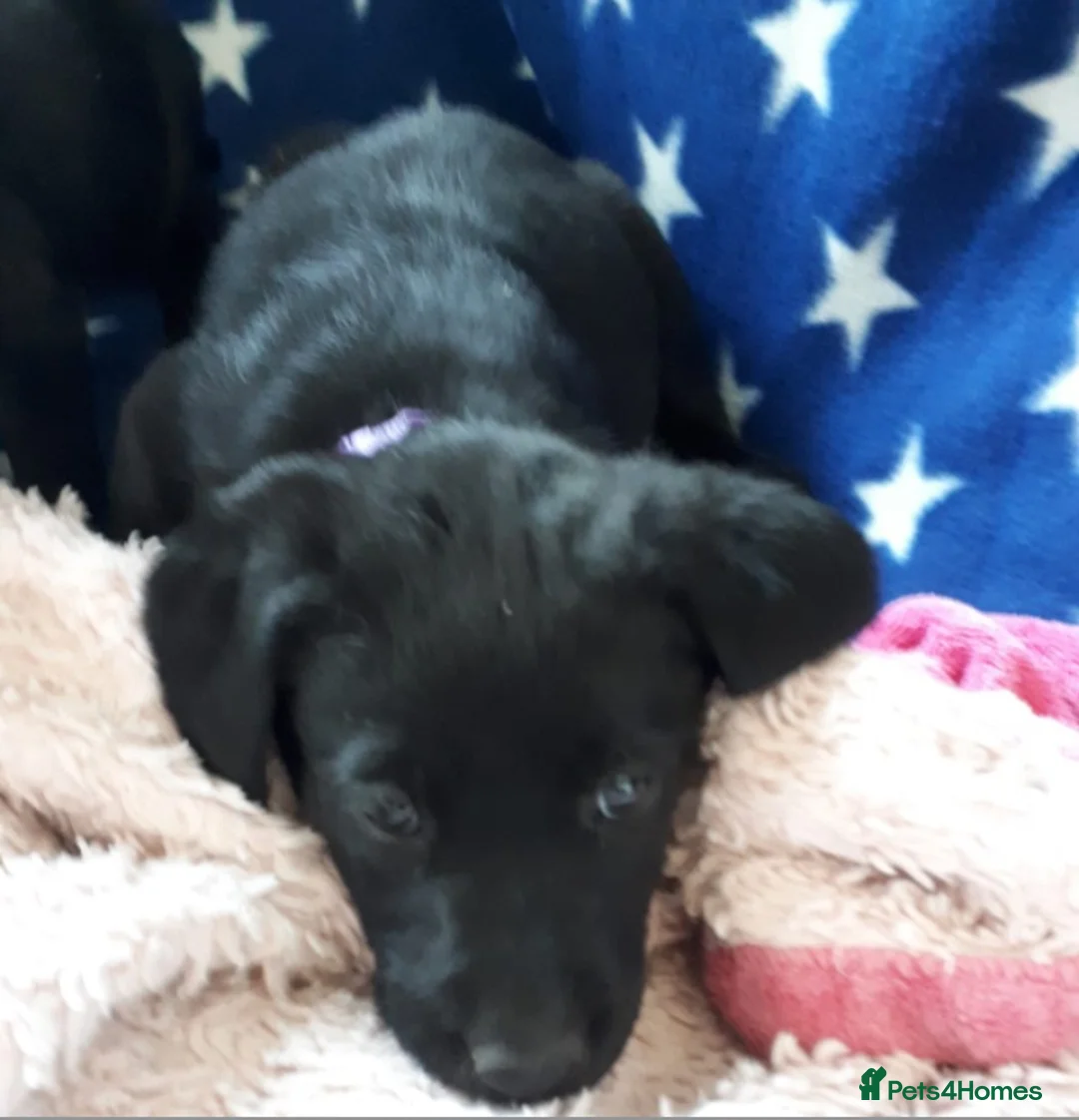Labrador Retriever dogs for stud: Stud duties  (PROVEN) in Hengoed - Advert 10