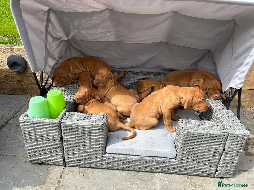 Hungarian Vizsla dogs for sale: KC Hungarian Vizsla puppies  - Advert 2