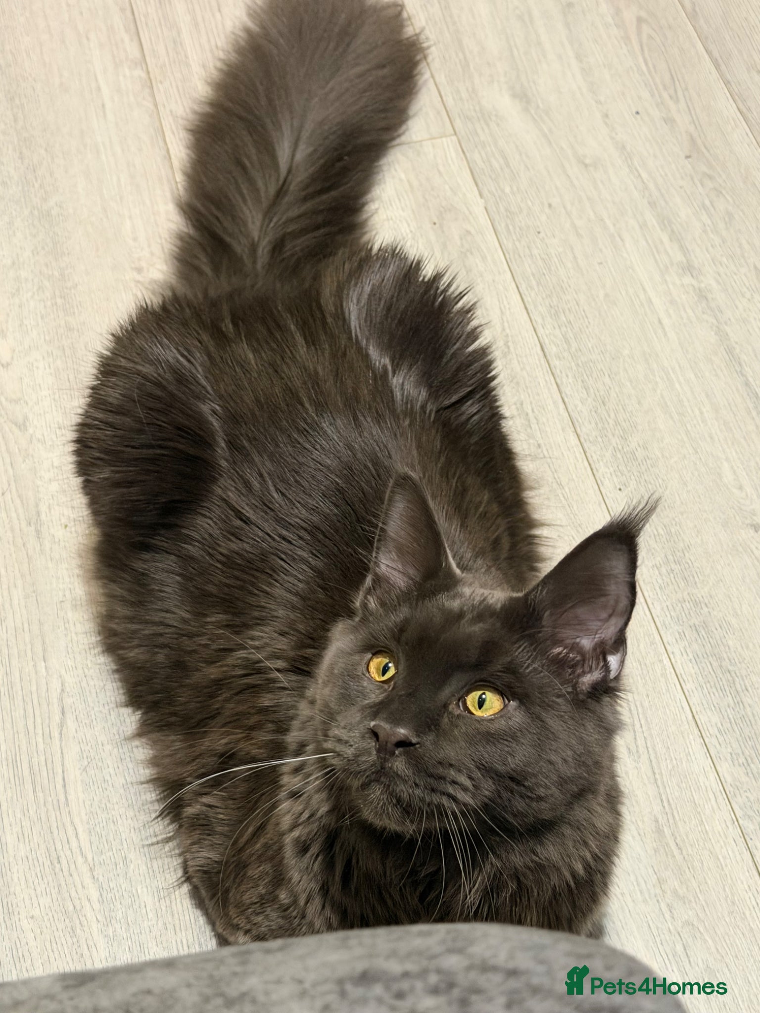 Maine Coon cats for stud: Mainecoon stud - Advert 3