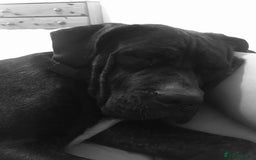 Cane Corso dogs for sale: 12 month cane corso Anna  - Image 3